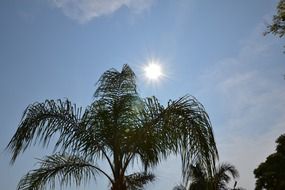 sun shining above palms