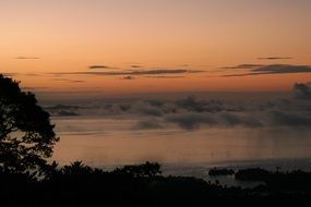 jungle during sunset