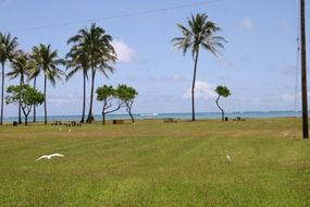 green lawn with palm trees at ocean, hawaii