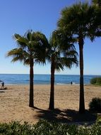 palm trees on the beach in summer