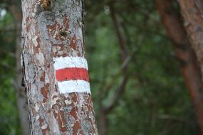 flag drawing on a tree