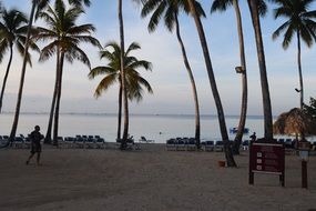 dominican republic island palm trees beach