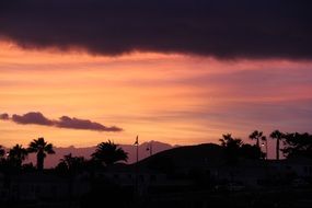 Landscape of the palm trees at the sunset