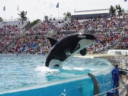 orca whale show in front of the spectator stands