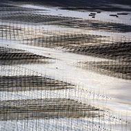 Floating Fish Farm at sunset, china, xiapu