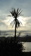 silhouette of tall palm tree on an exotic island