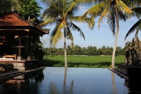 palm trees near the pool in bali