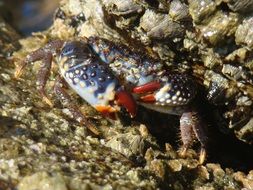 beautiful crab in ocean