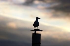 silhouette of seagull perched chimney at sunset sky