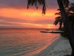 romantic pink sunset with palm trees beach