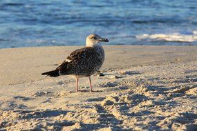 Seagull on white beach sand