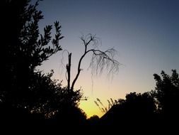 tree silhouettes on the evening sky