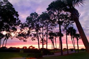 pink sunset through the pines
