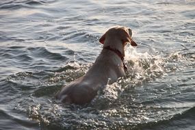swimming beige dog, back view