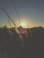 optical circles on a grain field