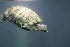 the turtle in the water