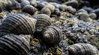 seashells on the beach near the ocean