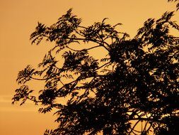 dark tree branches at golden sunset sky