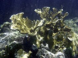 Coral in ocean