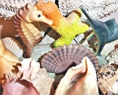 incredibly beautiful authentic sea shells