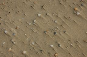 tiny shells on sand beach closeup