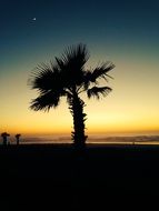 palm tree silhouette on the beach at orange sunset background