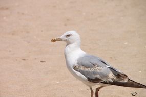 seagulls looking for food on the beach