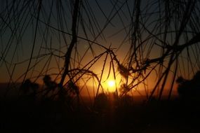 sunset behind dark branches