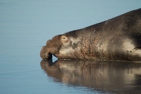 sea elephant in water close up