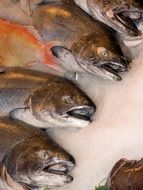 sea fish in ice on the market
