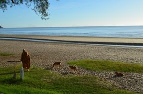 woman walking with dogs on the sandy beach