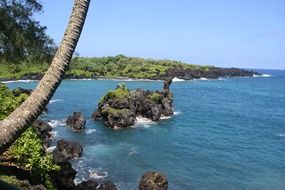 palm tree trunk over water in hawaii