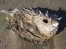 dead fish on a sandy beach close up