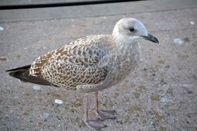 striking young gull