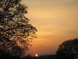 trees against the orange sky during sunset