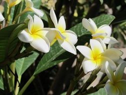 plumeria flowers on canary islands