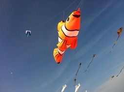 ameland aviator nemo