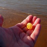 shell on the hand