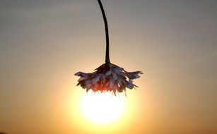 Flower against the backdrop of the setting sun