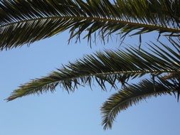 palm sky leaves view outlook