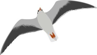 seagull bird flying as a drawing