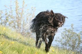 wet hairy black dog runs along the shore of the lake