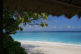beach with green trees in the maldives