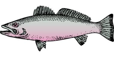 drawing of the sea fish on a white background