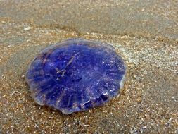 purple jellyfish on the beach of the north sea