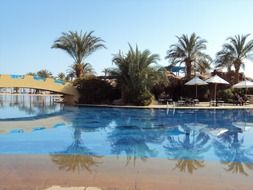 palm trees by the pool, egypt, taba