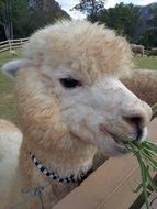 llama in a zoo close up