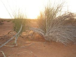 bush in the desert at sunset