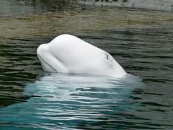beluga whale swims in ocean
