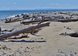 Drift wood on a sand beach